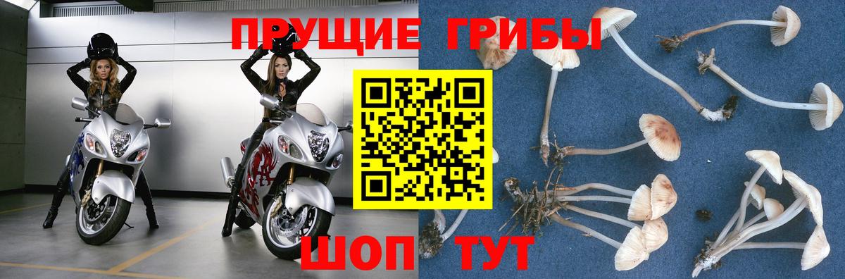 Сухой Лог  Псилоцибиновые грибы мухоморы  Вход с VPN  Галлюциногенные грибы Psilocybe 